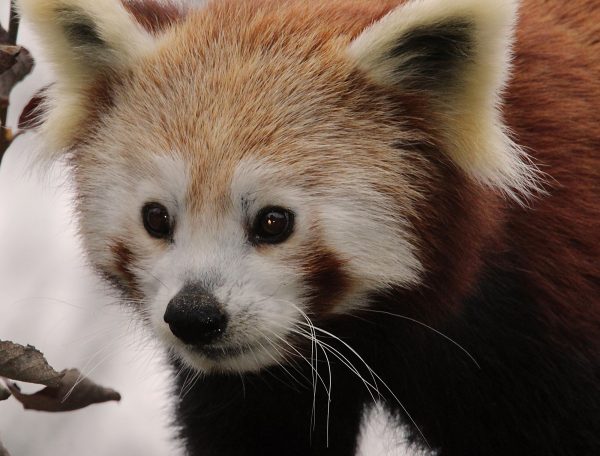 RoterPanda im Zoo Schmiding